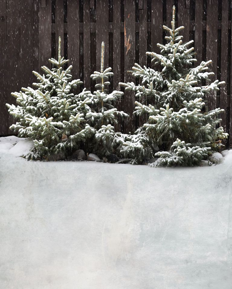 Trees - BW81 8x10 Polyester Table Cloth Backdrop Material
